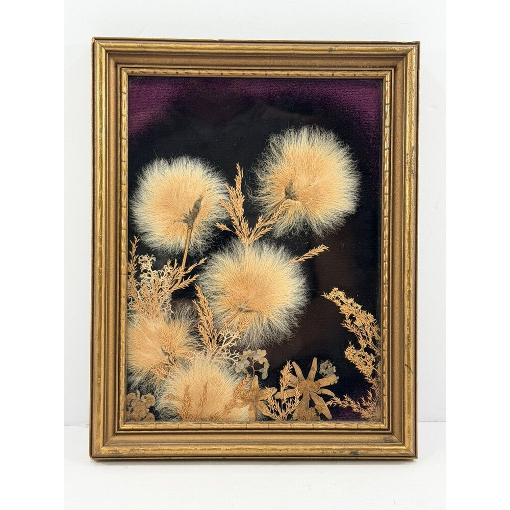 VTG Nugget Shop Alaska Cotton Wildflower Framed 9x7 Pressed Botanical Art Velvet